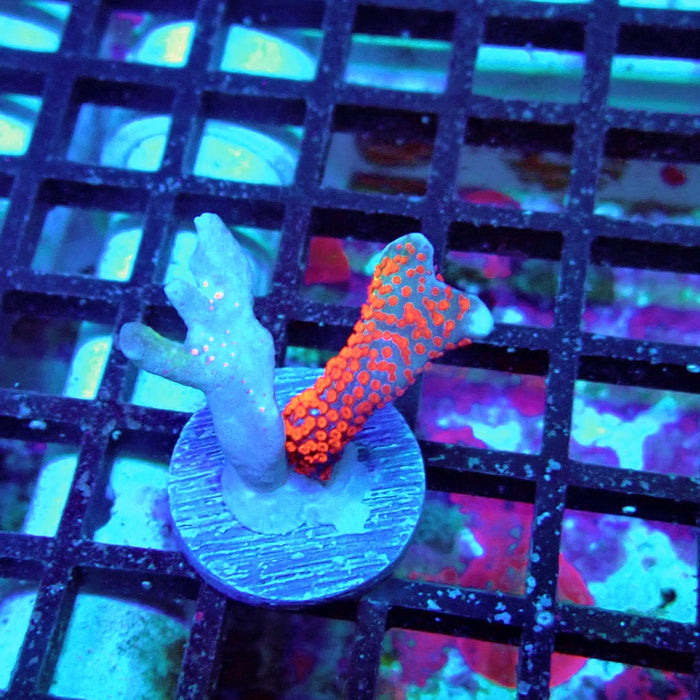 Montipora bulgum