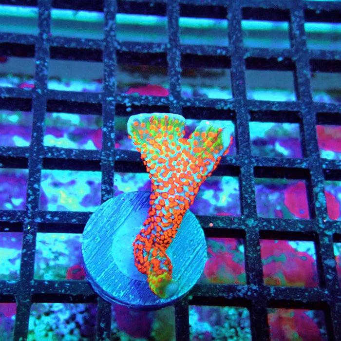 Montipora bulgum