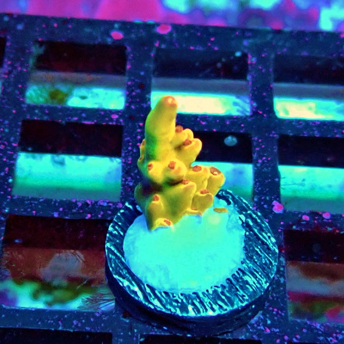 REx Golden Phoenix Acro