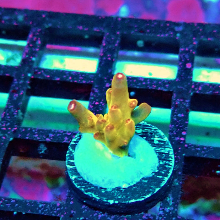 REx Golden Phoenix Acro
