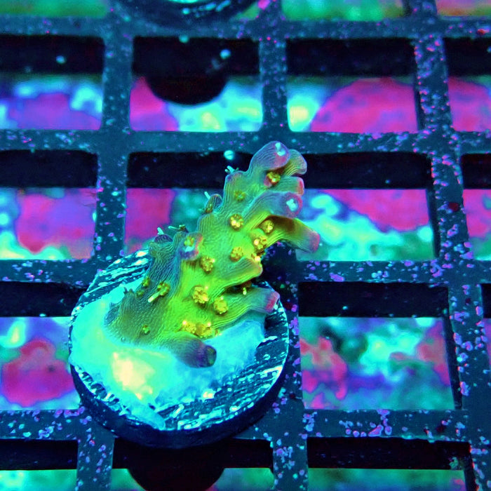 REx Rainbow Worms Acro