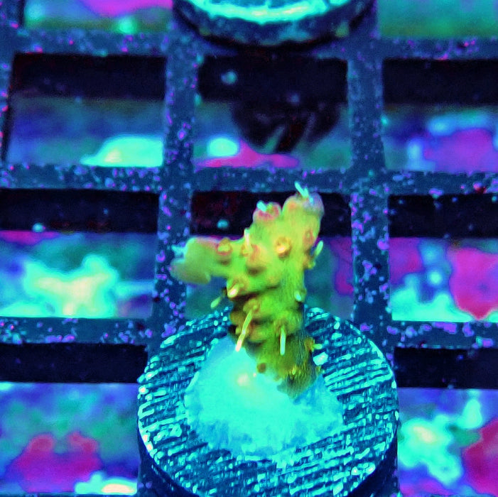 REx Rainbow Worms Acro