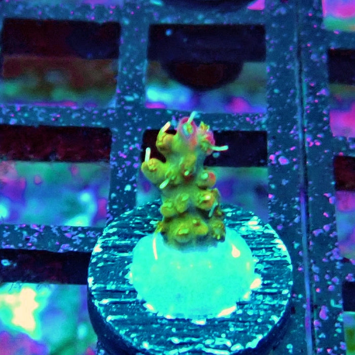 REx Rainbow Worms Acro