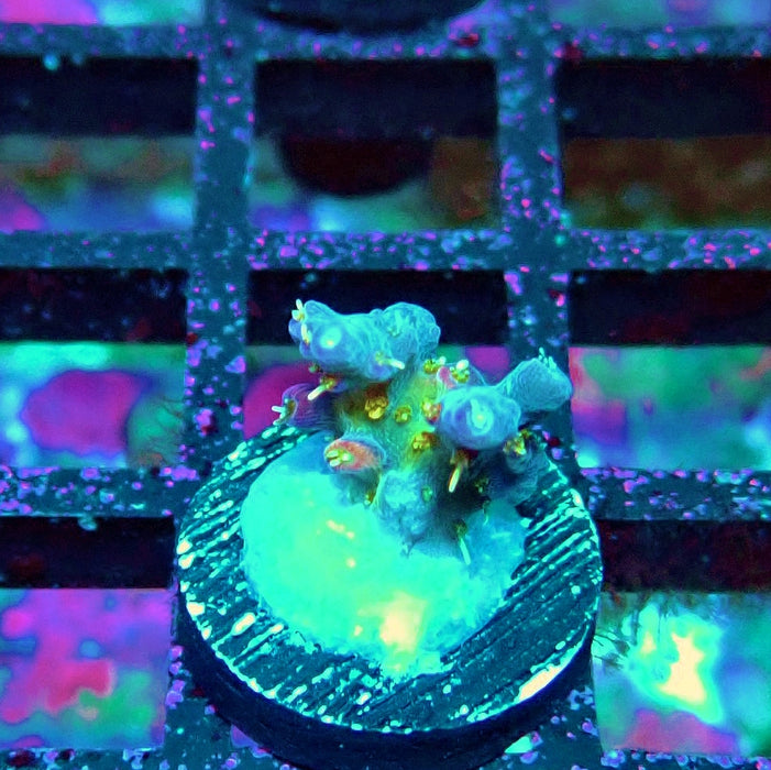 REx Rainbow Worms Acro