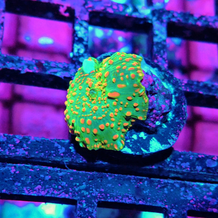 Discosoma Green Red Dot Bubbles