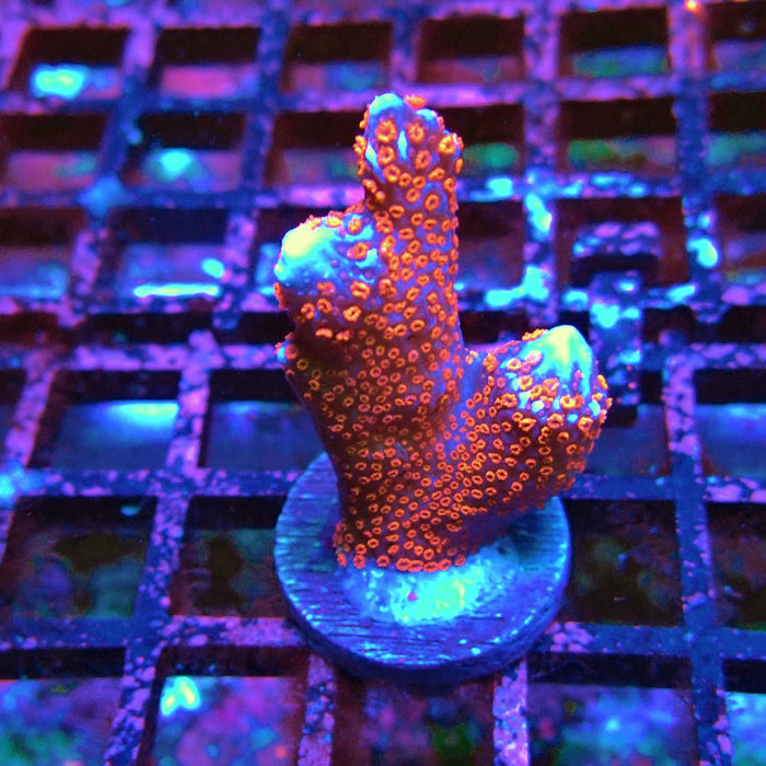Montipora bulgum