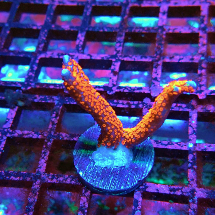 Montipora bulgum