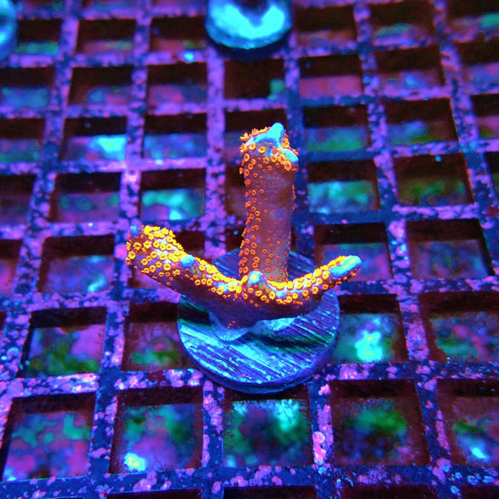 Montipora bulgum
