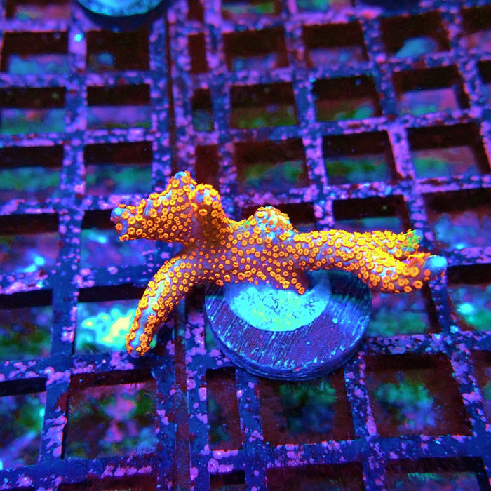 Montipora bulgum