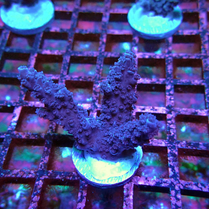 Acro Frag Black Aquaculture