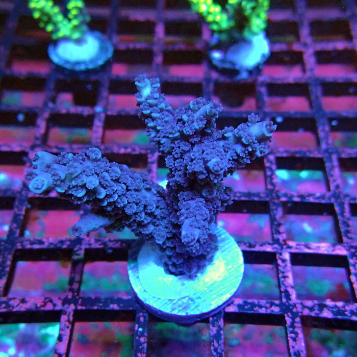 Acro Frag Black Aquaculture