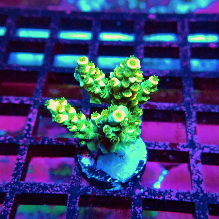 Golden Smoke Tenuis Acro