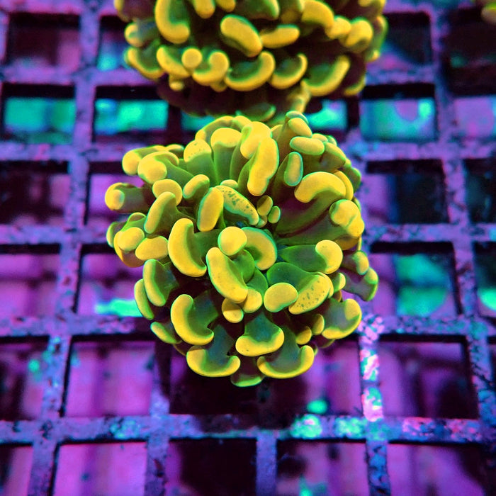 Orange Branch Hammer Euphyllia