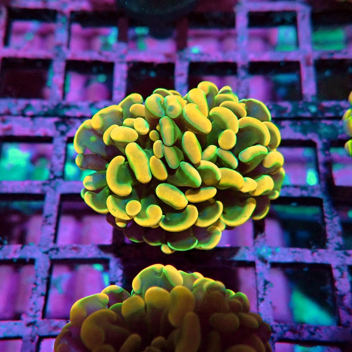 Orange Branch Hammer Euphyllia