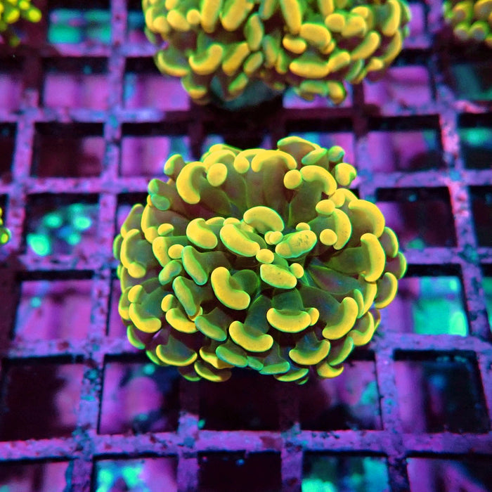 Orange Branch Hammer Euphyllia