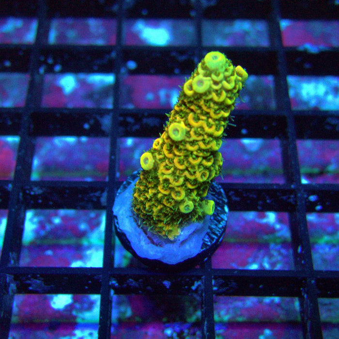 Sunset Millepora