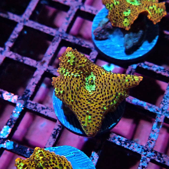 Premium Leopard Mushroom