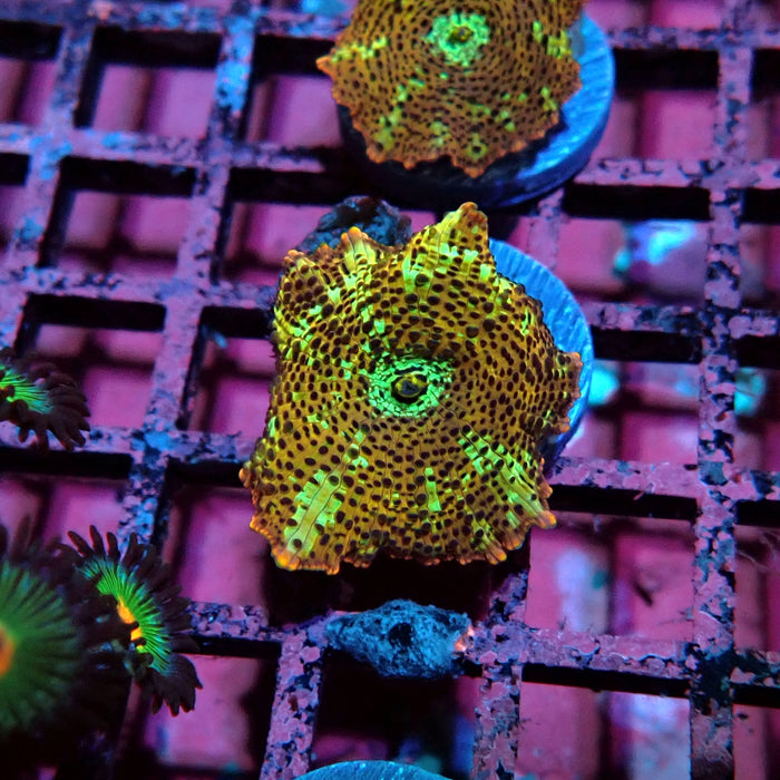 Premium Leopard Mushroom