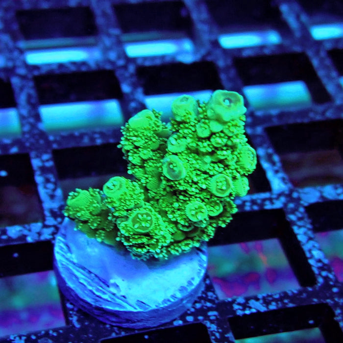 Green Florida Acro