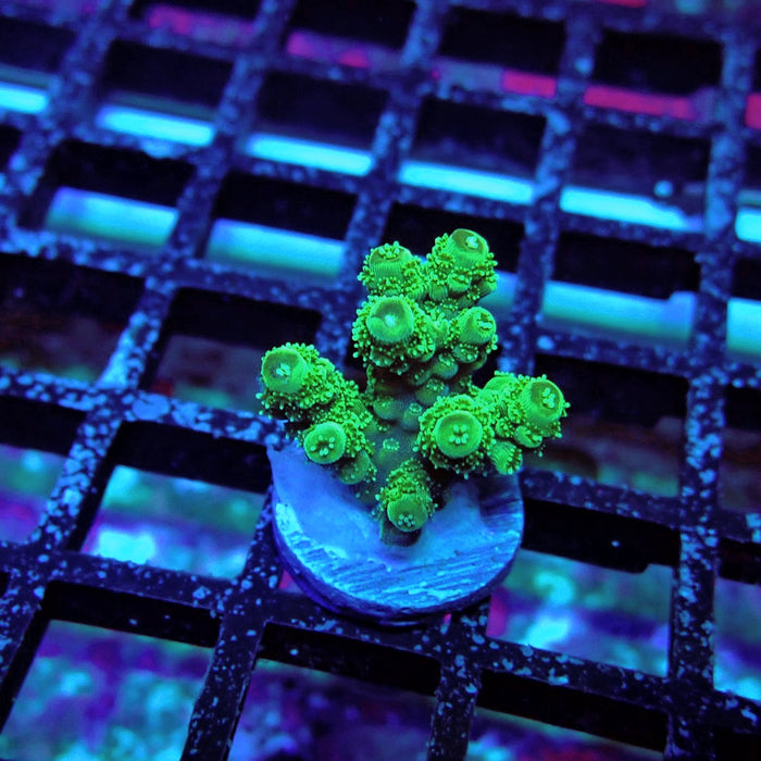 Green Florida Acro