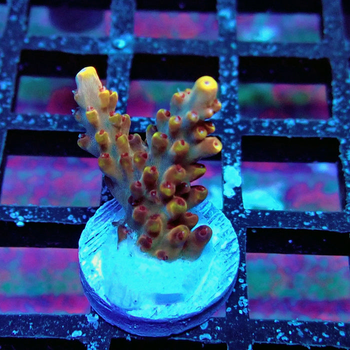 Pink-Purple Phoenix Acro