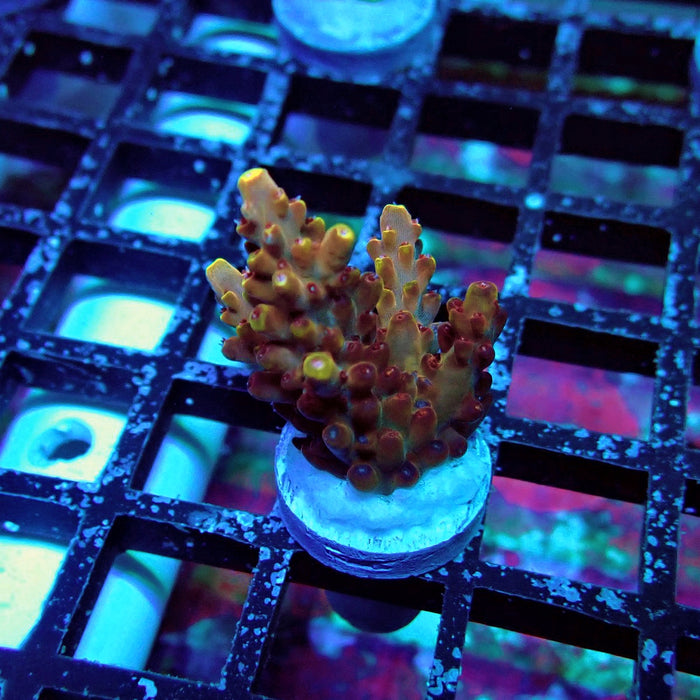 Pink-Purple Phoenix Acro