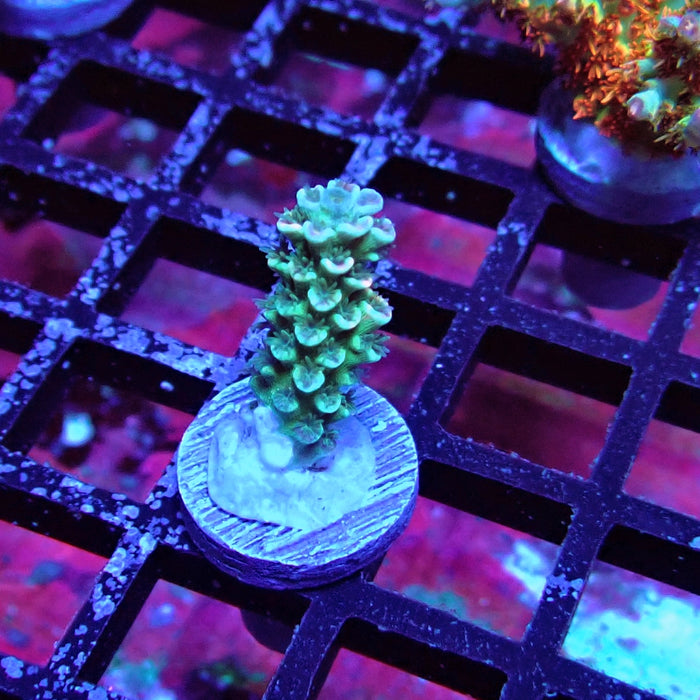 Tricolor Tenuis Acro