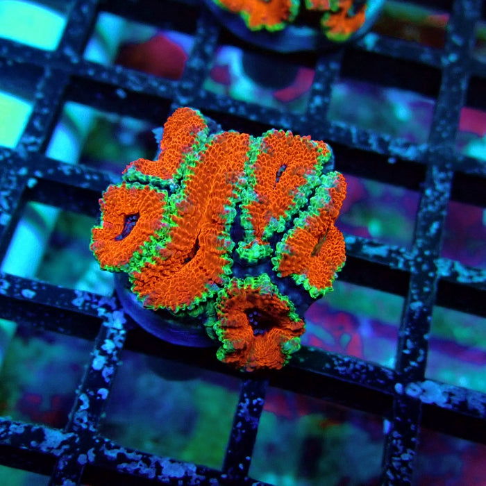 Acan Lord Coral Frag (15)