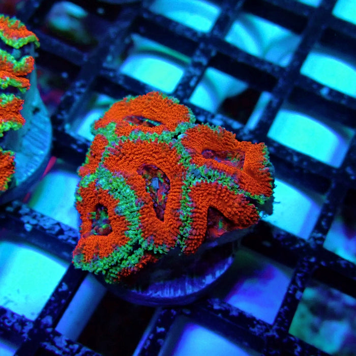 Acan Lord Coral Frag (15)