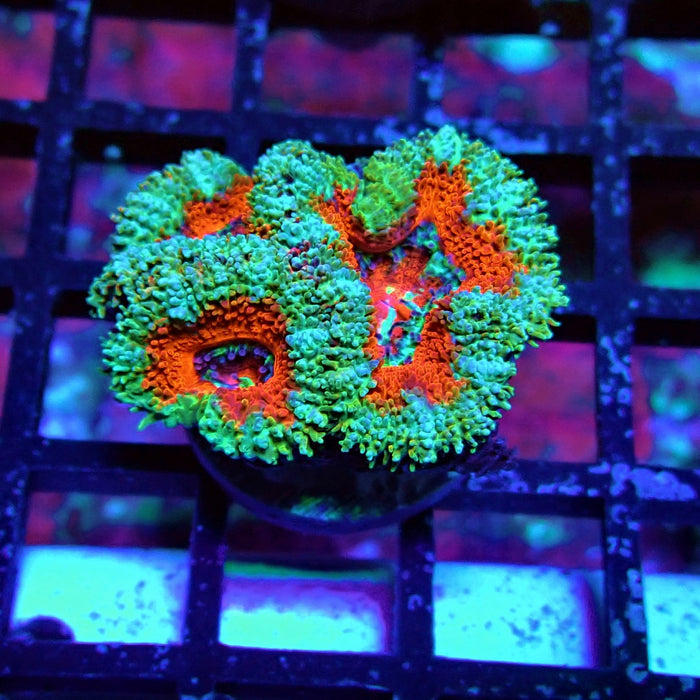 Acan Lord Coral Frag (18)