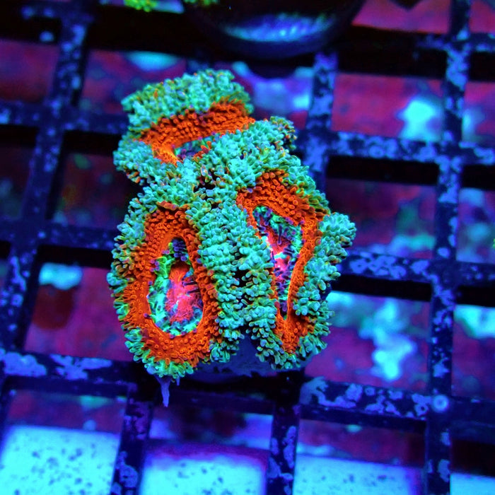 Acan Lord Coral Frag (18)