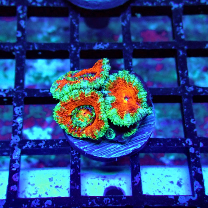 Acan Lord Coral Frag (18)