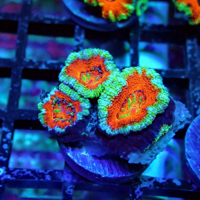 Acan Lord Coral Frag (18)