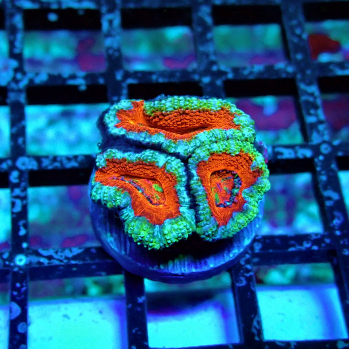 Acan Lord Coral Frag (18)