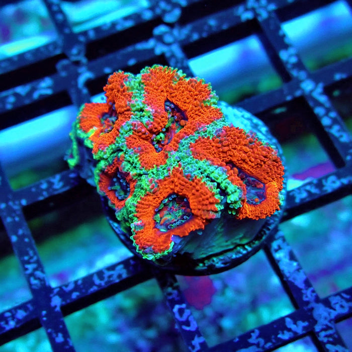 Acan Lord Coral Frag (15)
