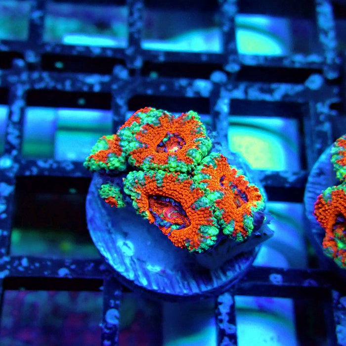 Acan Lord Coral Frag (17)