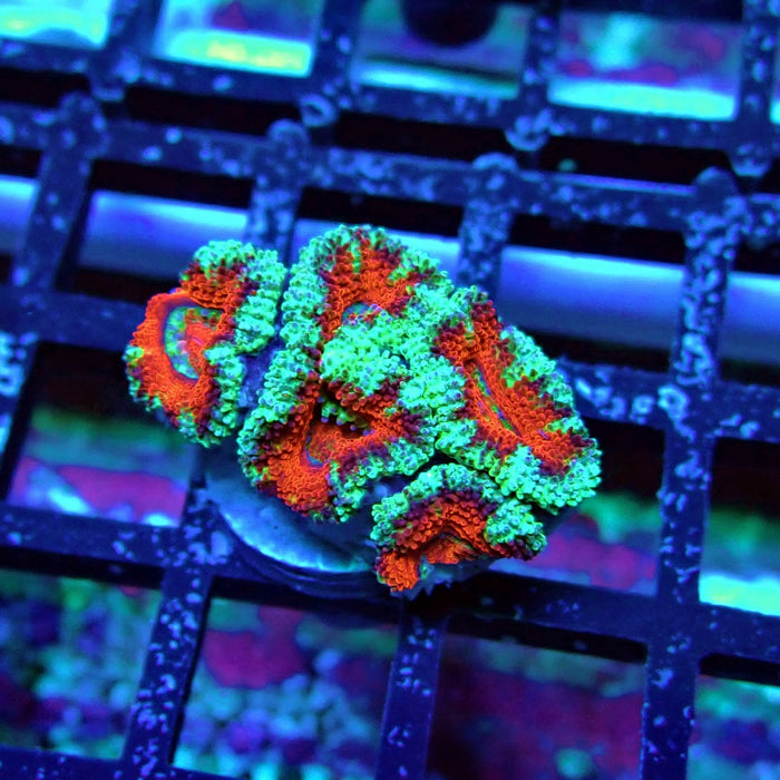 Acan Lord Coral Frag (1)