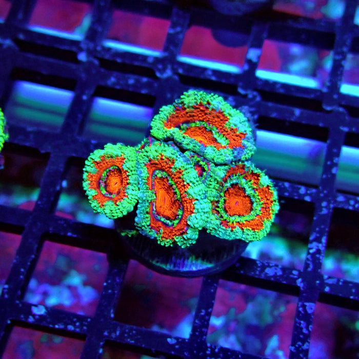 Acan Lord Coral Frag (16)