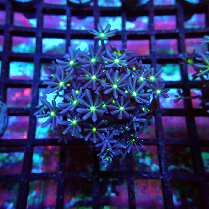 Clove Polyps Coral