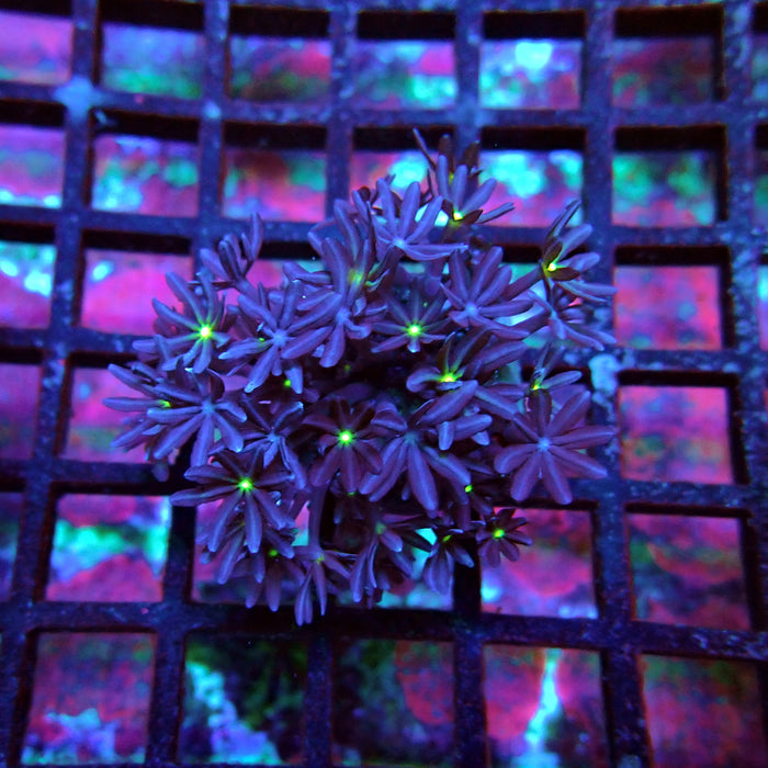 Clove Polyps Coral