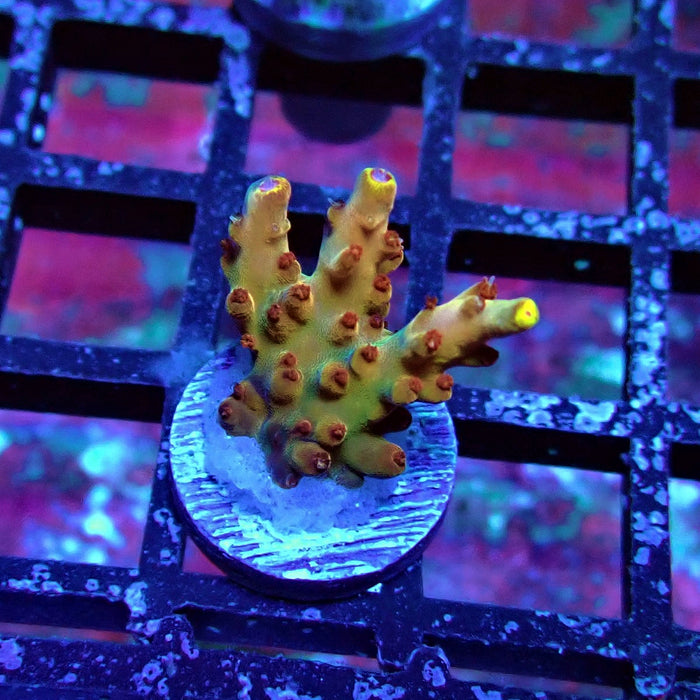 Pink-Purple Phoenix Acro