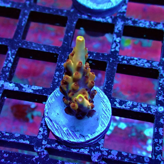 Pink-Purple Phoenix Acro