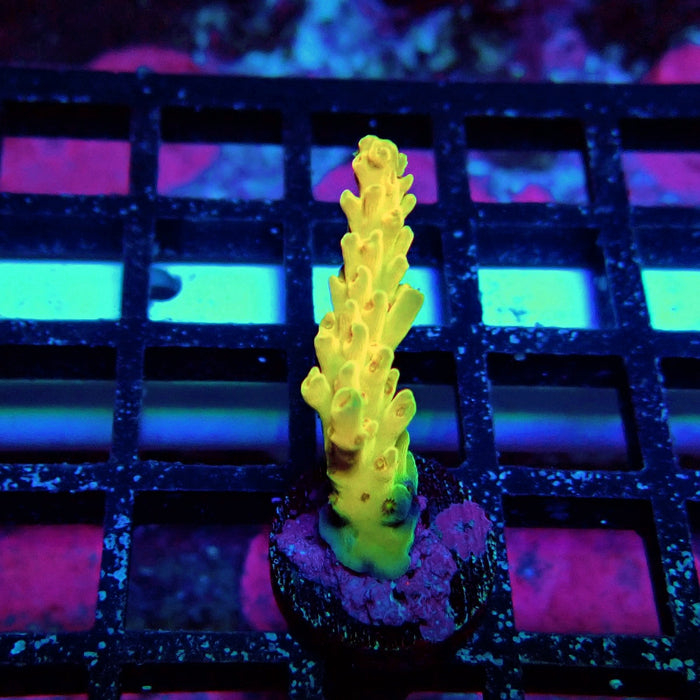 REx Fuzzy Tricolor Acro