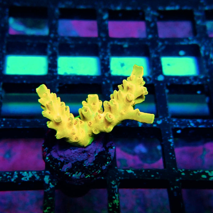 REx Fuzzy Tricolor Acro