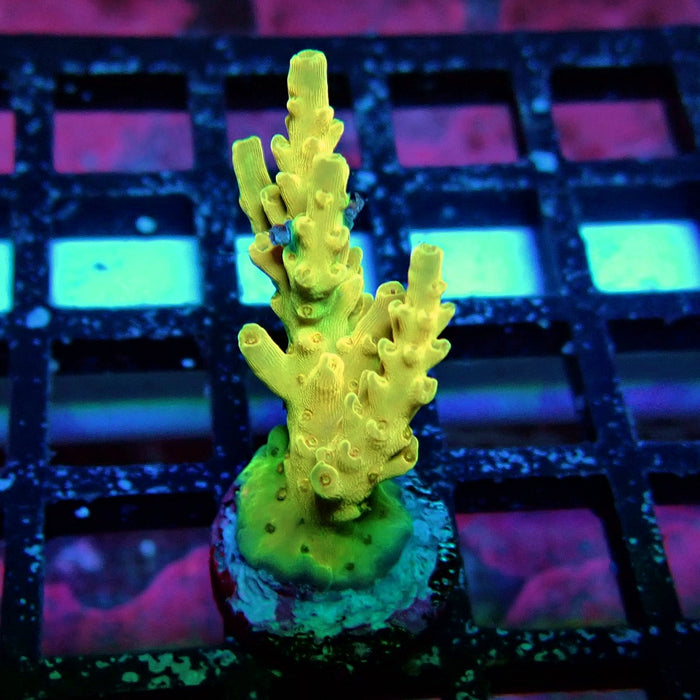 REx Fuzzy Tricolor Acro