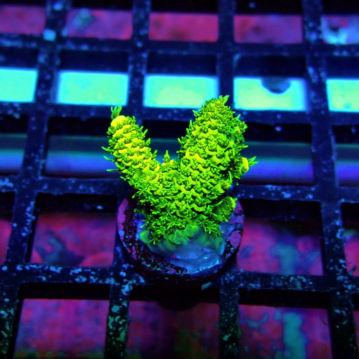 Sunset Millepora Acro
