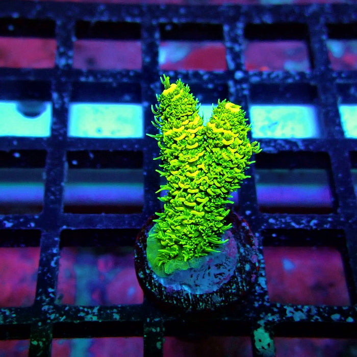Sunset Millepora Acro