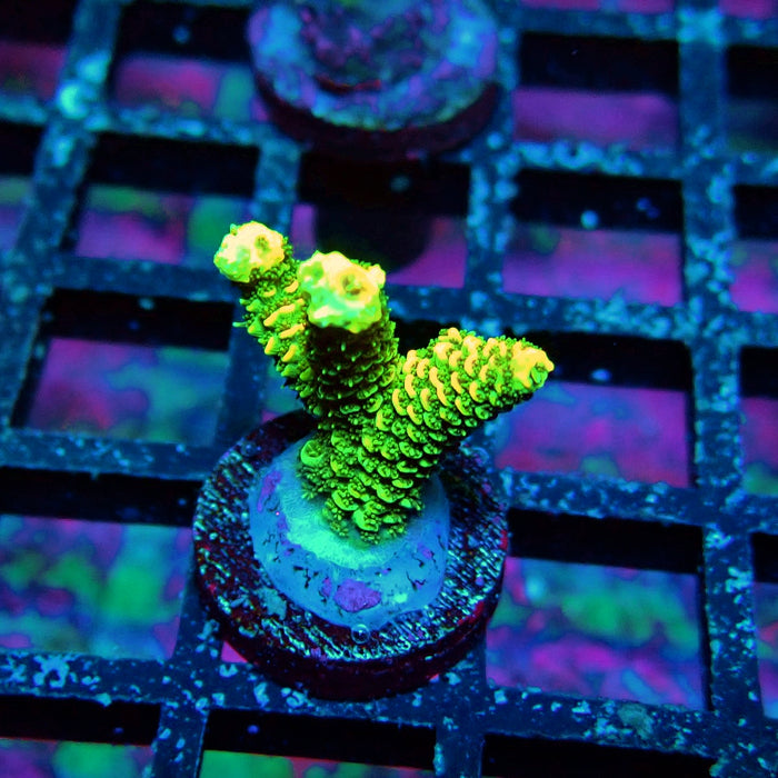 Sunset Millepora Acro