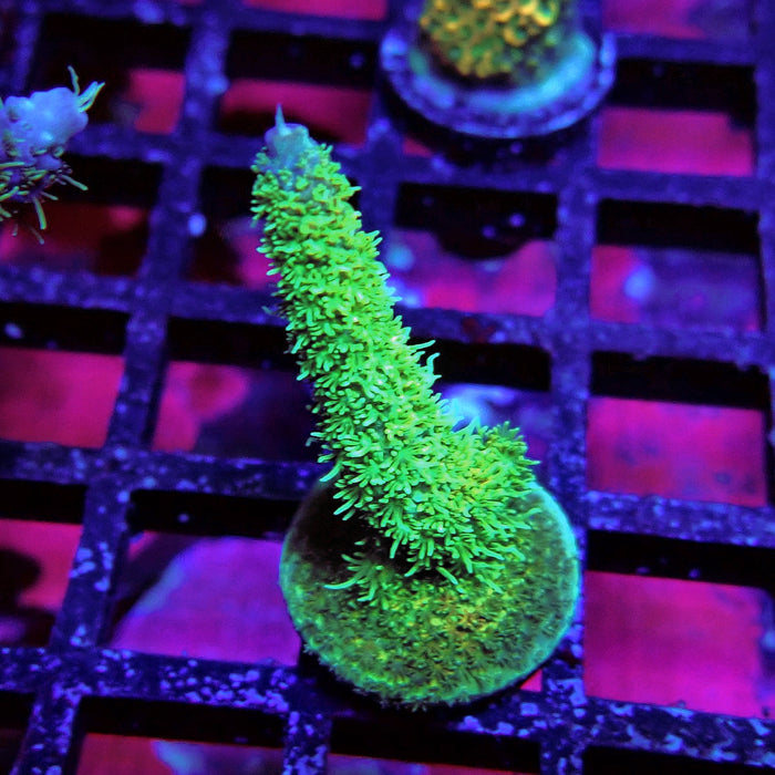 Green Blue Tips Mille Acro