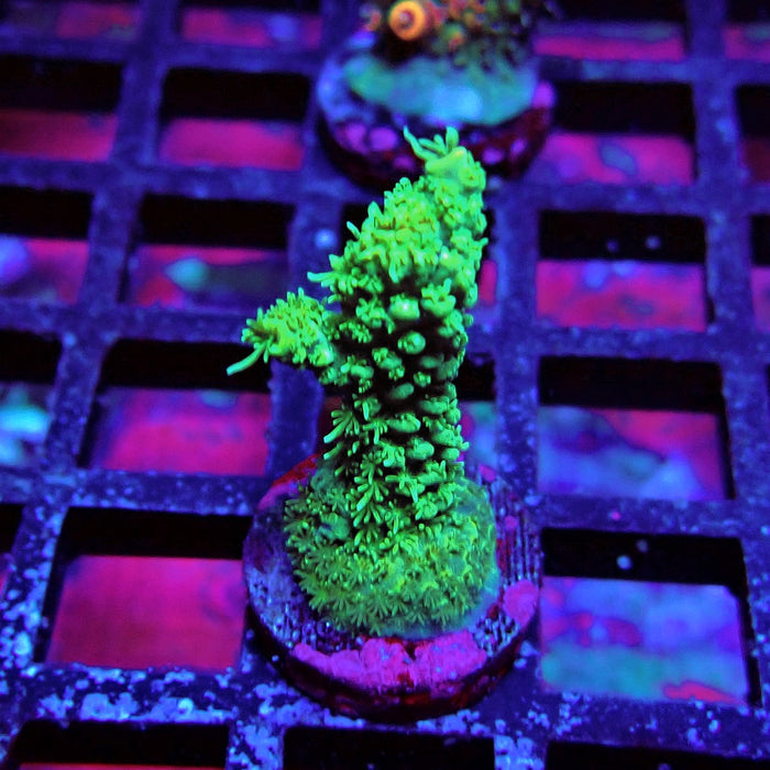 Green Blue Tips Mille Acro